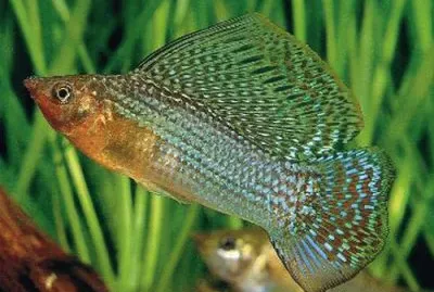 Green sailfin molly