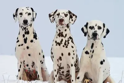 Dalmations