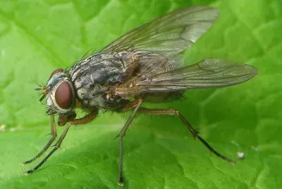 Phaonia valida