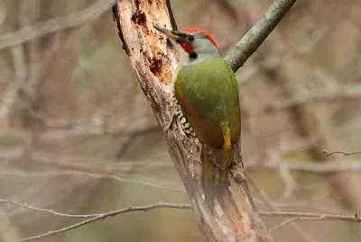 Picchio del giappone