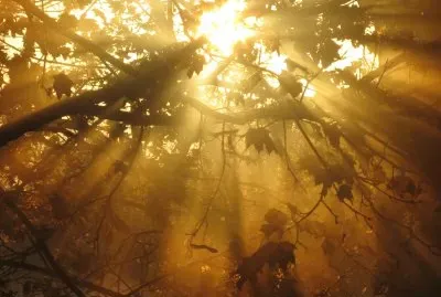 Foggy morning sunrays