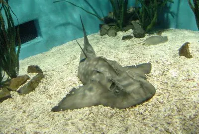 Squatina japinica