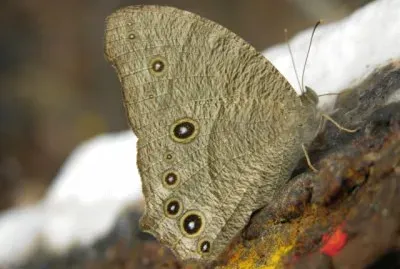 Melaitis leda