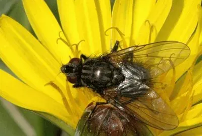 Phaonia perdita