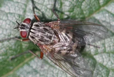 Phaonia errans