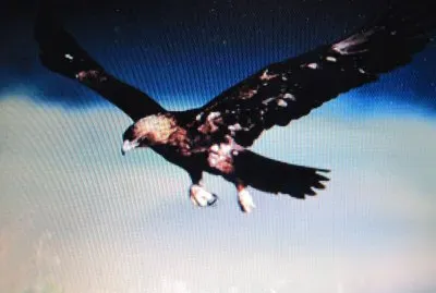 Aquila imperiale spagnola