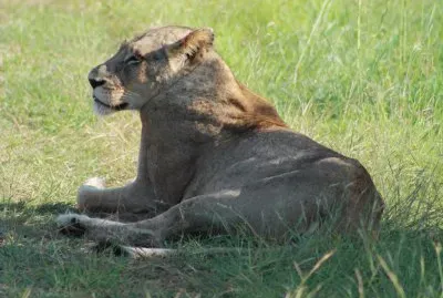 Animals from Africa jigsaw puzzle