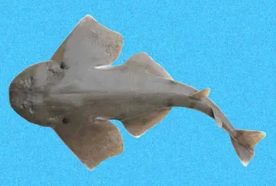 Squatina heteroptera