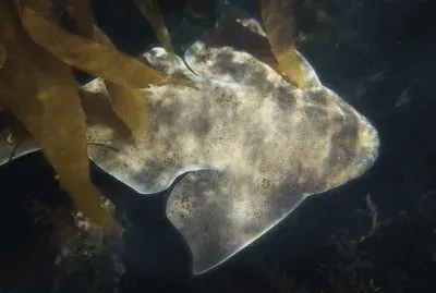 Squatina californica