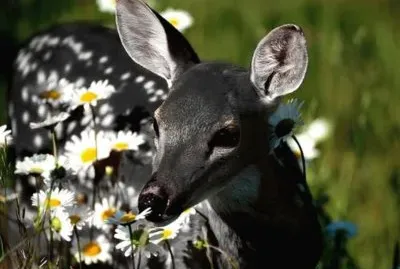 imagem jigsaw puzzle