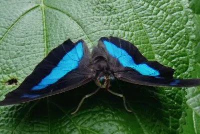 Archaoprepona demophon