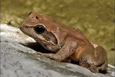 Appenninica jigsaw puzzle