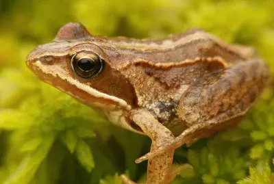 Arvale jigsaw puzzle