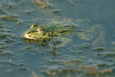 Dei fossi jigsaw puzzle