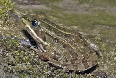 Di stagno italiana jigsaw puzzle