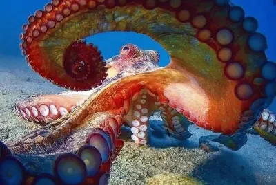 octopus