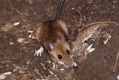 Topo selvatico alpino