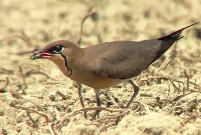 Pernice di mare dal collare