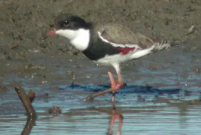 Corriere dalle ginocchiarosse