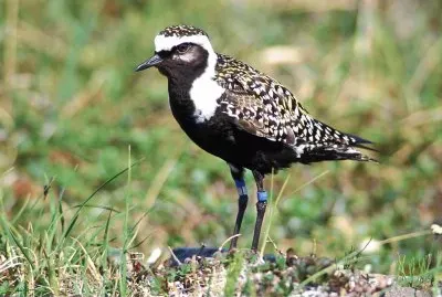 Piviere dorato minore