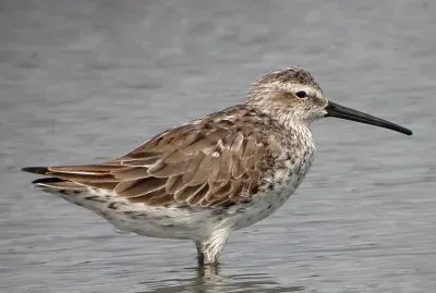 Piro piro zampelunghe