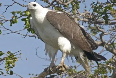 Aquila pescatrice panciabianca