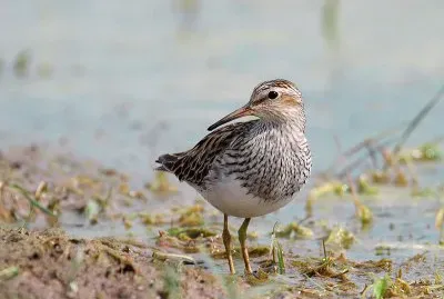 Piro piro pettorale