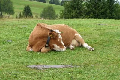 kÃ¼he jigsaw puzzle