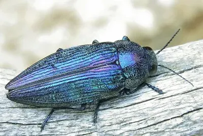 Buprestis rustica