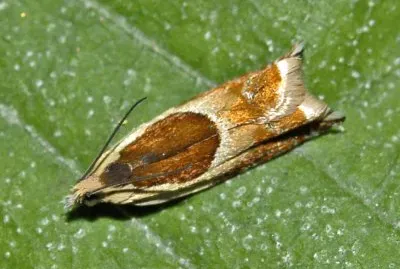 Ancylis badiana