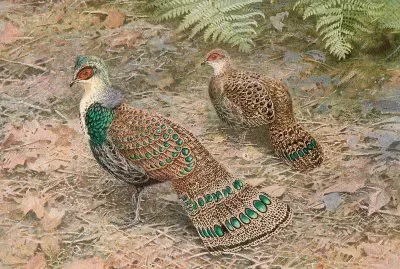 Speroniere del borneo