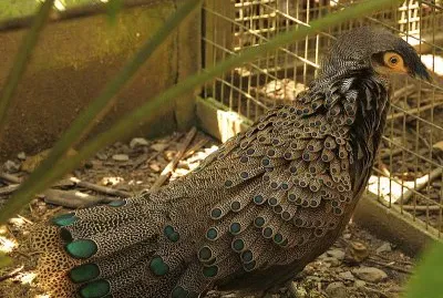 Speroniere di malesia