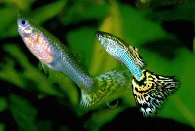 Poecilia reticulata jigsaw puzzle