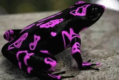 Pagliaccio jigsaw puzzle