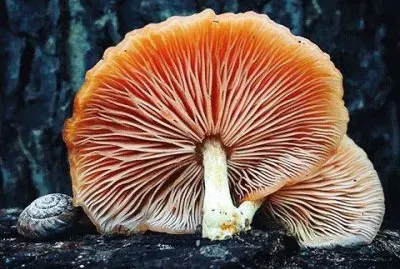 natural jigsaw puzzle