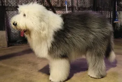 פאזל של Old english sheepdog