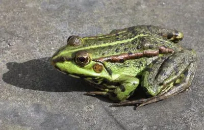 Esculenta jigsaw puzzle