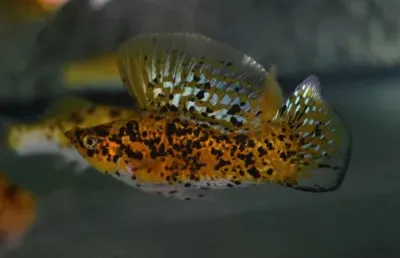Dalmatian gold sailfin molly jigsaw puzzle