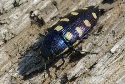 Buprestis octoguttata