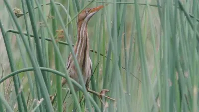 Tarabusino minore americano