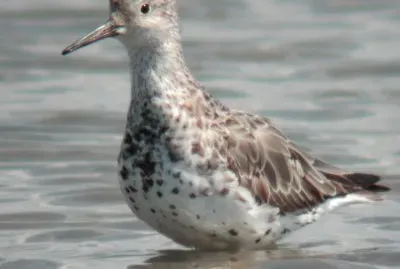 Piovanello beccosottile