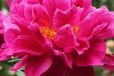 flores