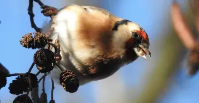 VÃ¶gel