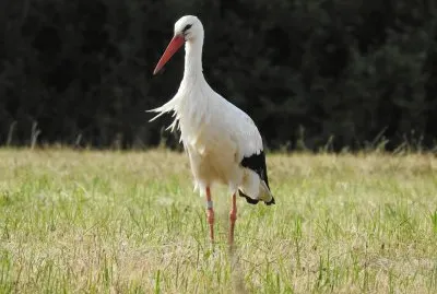 Storch