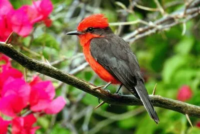 Rubintyrann in Kolumbien