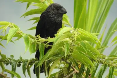 Ani ( amerikanischer Kuckuck ) in Kolumbien