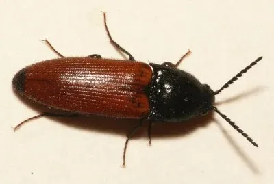 Ampedus elongatulus