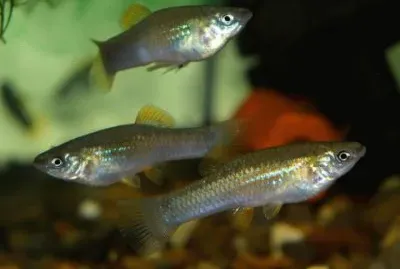 Poecilia mexicana