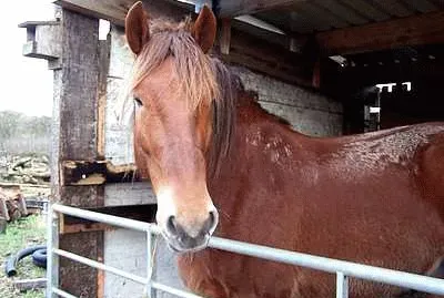 Horse