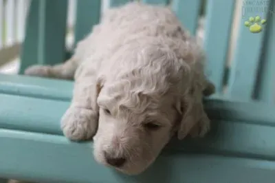 פאזל של Englishdoodle